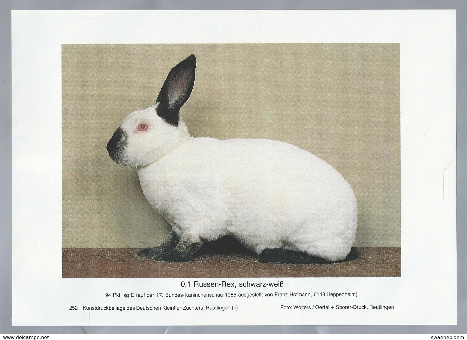 KONIJN.- KANINCHEN. LAPIN. RABBIT. CONEJO. RUSSEN REX, SCHWARZ-WEISS. FOTO: WOLTERS. Rassebeschreibung Auf Der Rückseite - Prenten & Gravure