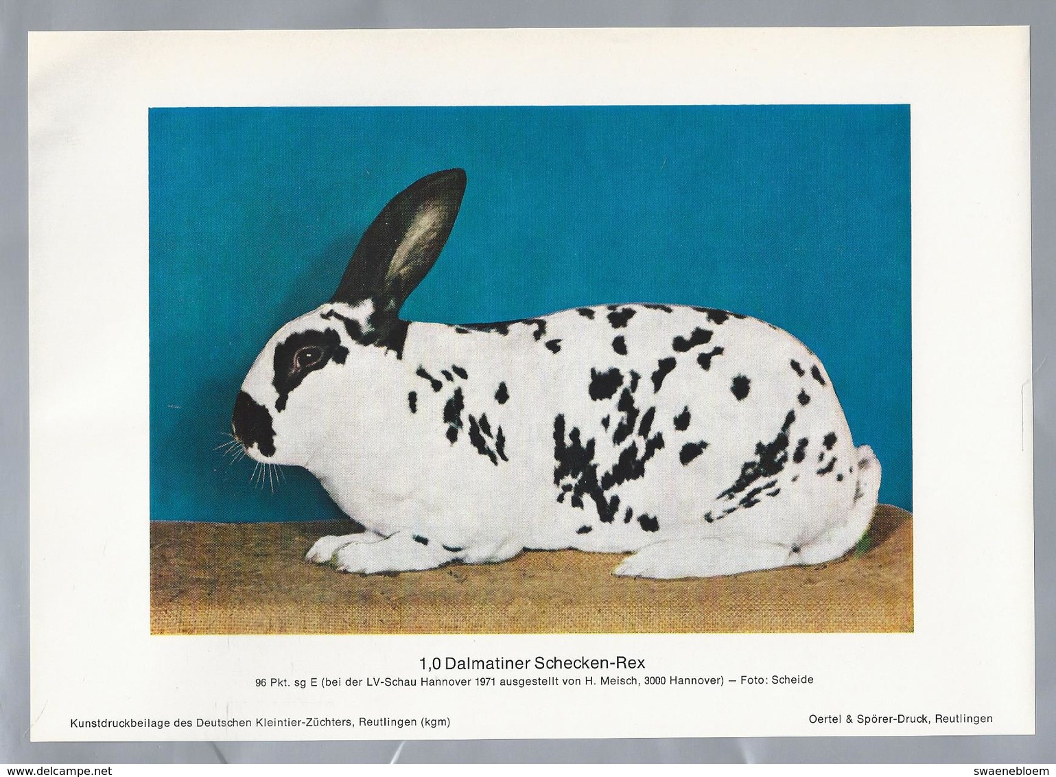 KONIJN.- KANINCHEN. LAPIN. RABBIT. CONEJO. DALMATIENER SCHECKEN REX. FOTO: SCHEIDE. Rassebeschreibung Auf Der Rückseite - Prenten & Gravure