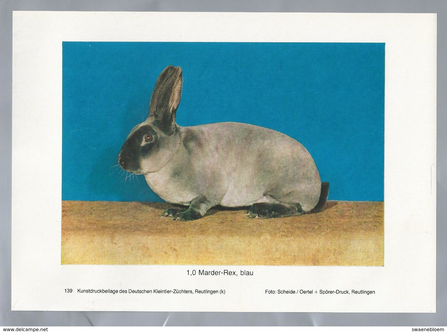 KONIJN.- KANINCHEN. LAPIN. RABBIT. CONEJO. MARDER REX, BLAU. FOTO: SCHEIDE. Rassebeschreibung Auf Der Rückseite - Prenten & Gravure