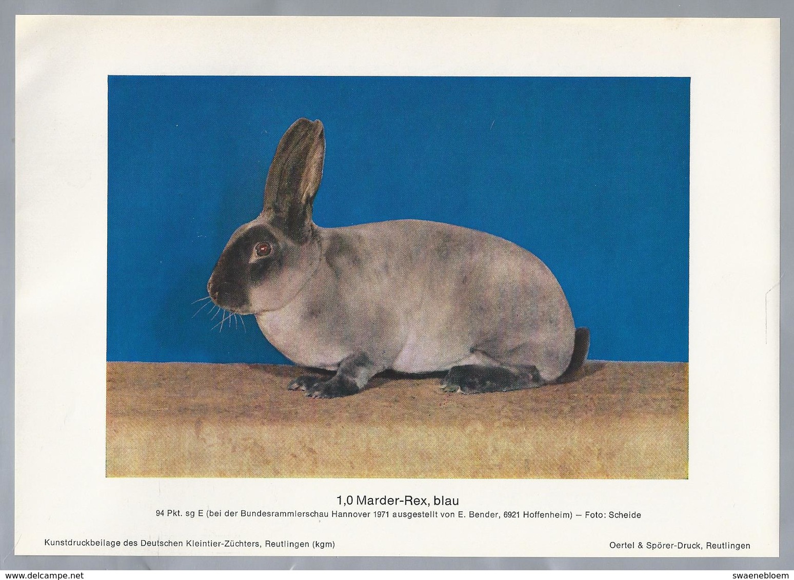 KONIJN.- KANINCHEN. LAPIN. RABBIT. CONEJO. MARDER REX, BLAU. FOTO: SCHEIDE. Rassebeschreibung Auf Der Rückseite - Prenten & Gravure