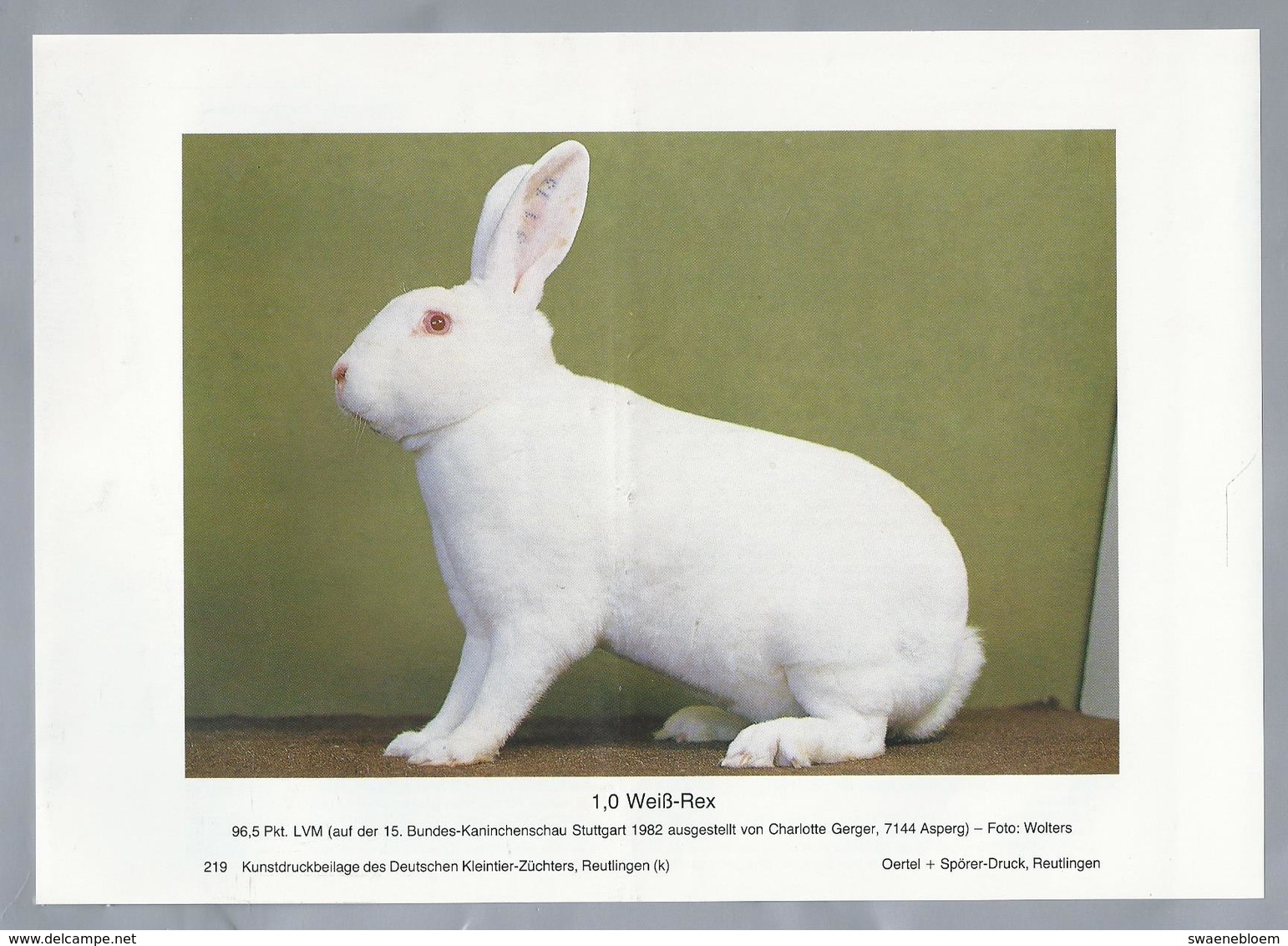 KONIJN.- KANINCHEN. LAPIN. RABBIT. CONEJO. WEISS REX. FOTO: WOLTERS. Rassebeschreibung Auf Der Rückseite - Prenten & Gravure