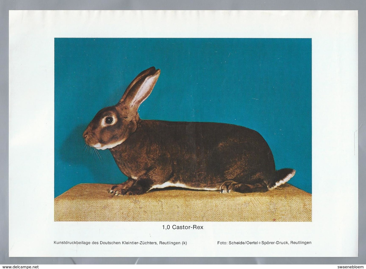 KONIJN.- KANINCHEN. LAPIN. RABBIT. CONEJO. CASTOR REX. FOTO: SCHEIDE. Rassebeschreibung Auf Der Rückseite - Prenten & Gravure