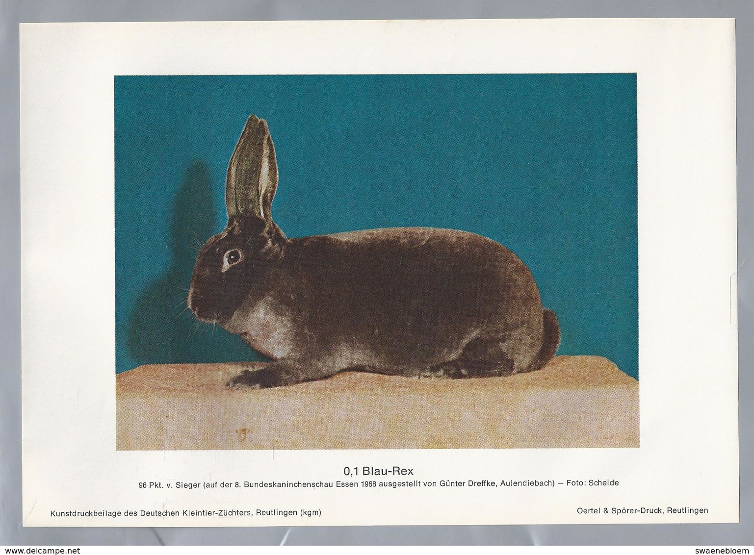 KONIJN.- KANINCHEN. LAPIN. RABBIT. CONEJO. BLAU REX. FOTO: SCHEIDE. Rassebeschreibung Auf Der Rückseite - Prenten & Gravure