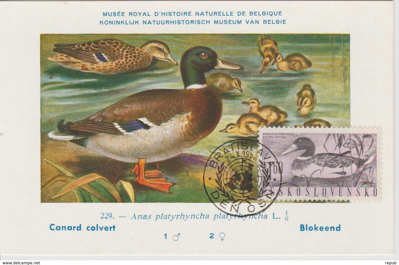 Tchécoslovaquie Carte Maximum Oiseaux 1960 Canard 1114 - Lettres & Documents