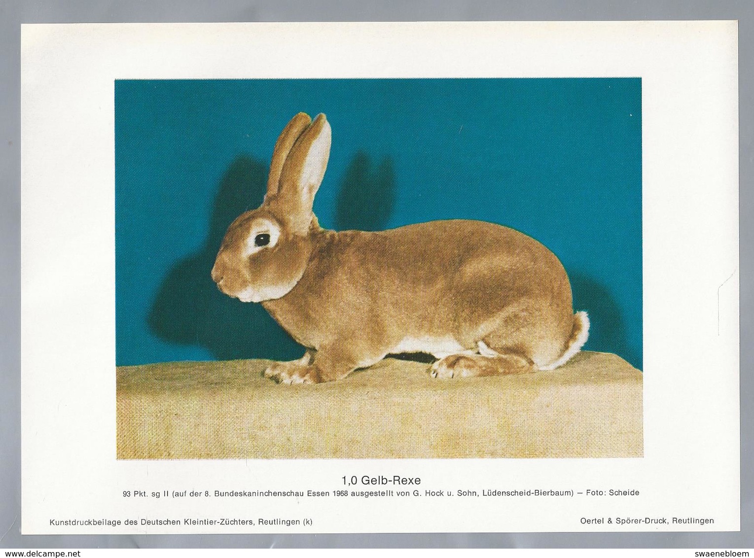 KONIJN.- KANINCHEN. LAPIN. RABBIT. CONEJO. GELB REXE. FOTO: SCHEIDE. Rassebeschreibung Auf Der Rückseite - Prenten & Gravure