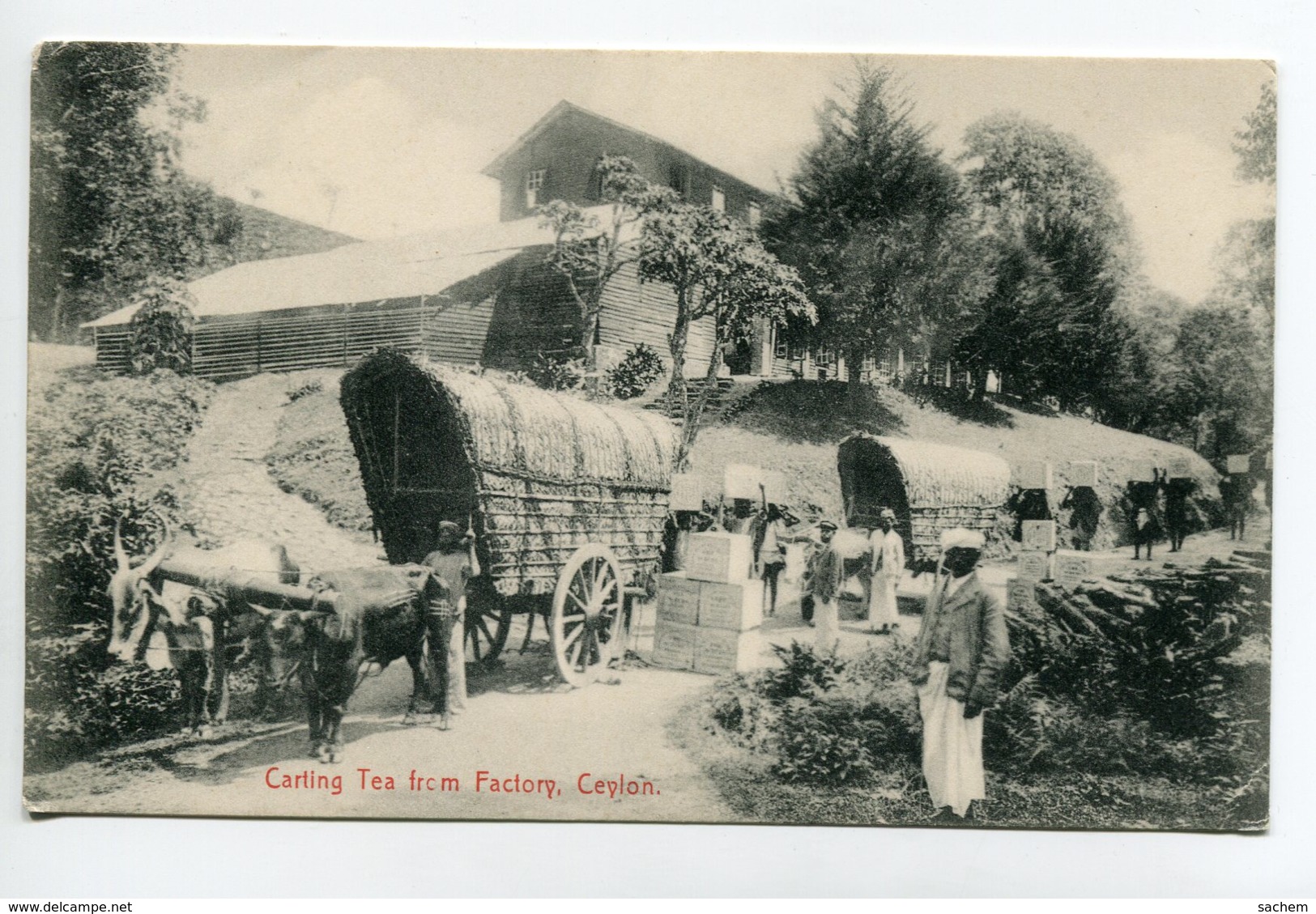 SRI LANKA Carting Tea From Factory Attelage Transport Du Thé Depuis La Manufacture  - No 308 Edit Platé       /D25 -2018 - Sri Lanka (Ceylon)