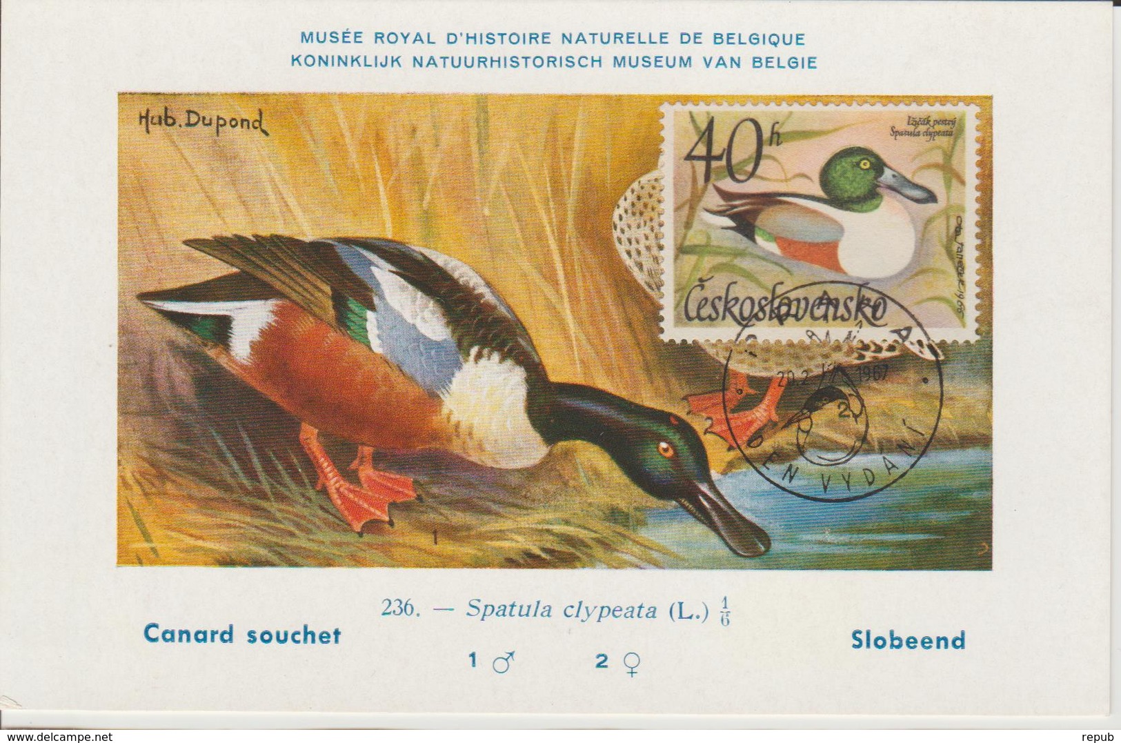 Tchécoslovaquie Carte Maximum Oiseaux 1967 Canard 1544 - Lettres & Documents