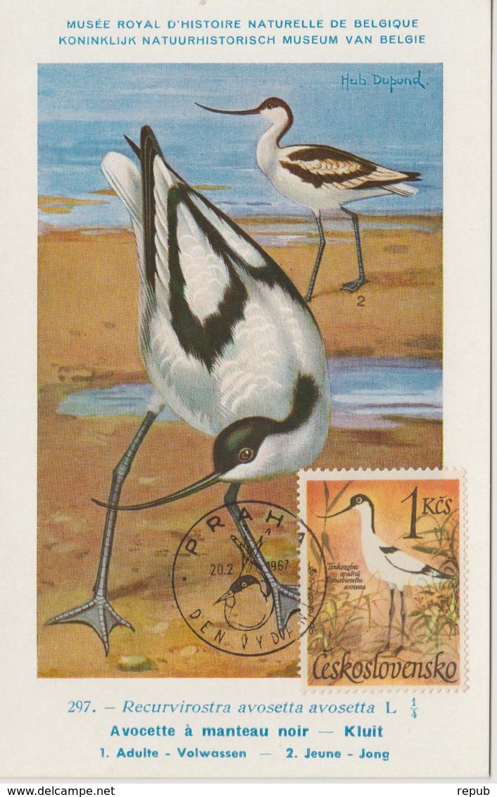 Tchécoslovaquie Carte Maximum Oiseaux 1967 Avocette 1547 - Lettres & Documents