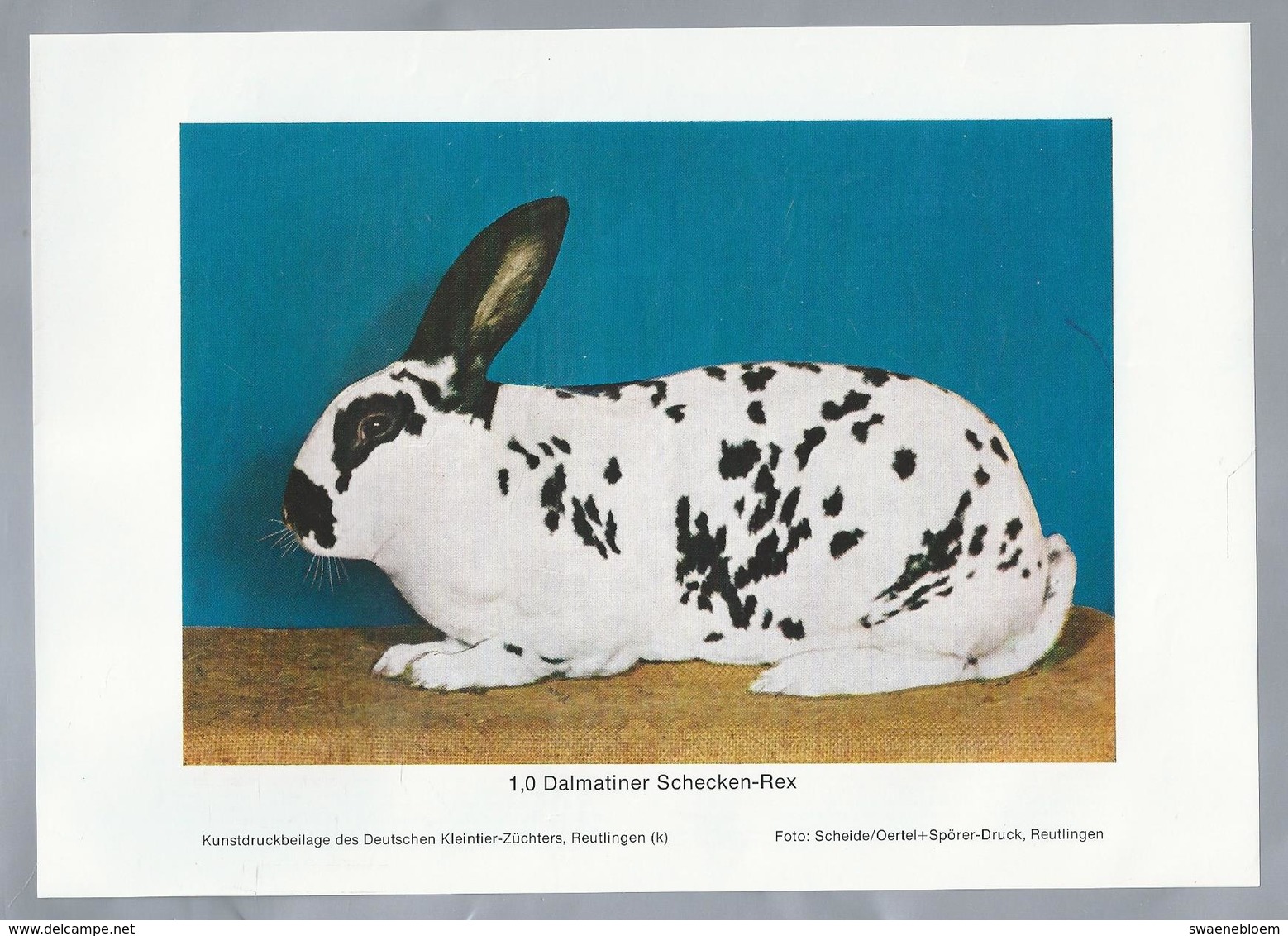 KONIJN.- KANINCHEN. LAPIN. RABBIT. CONEJO. DALMATINER SCHECKEN REX. FOTO: SCHEIDE. Rassebeschreibung Auf Der Rückseite - Prenten & Gravure