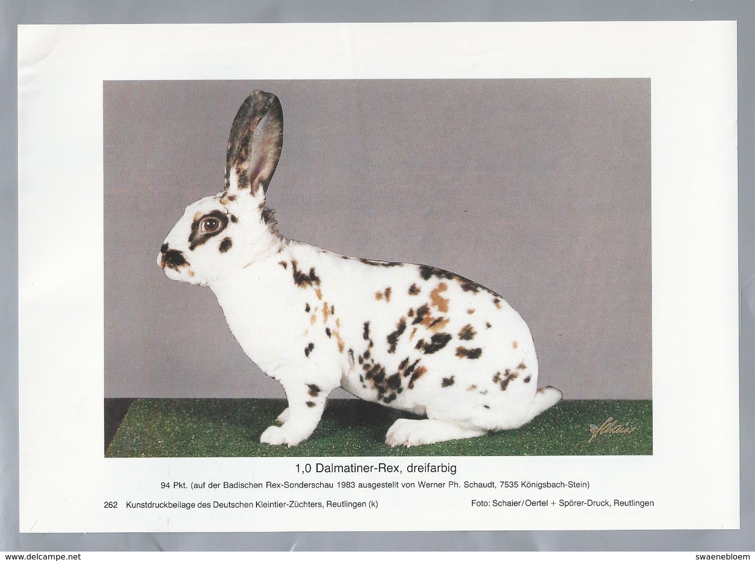 KONIJN.- KANINCHEN. LAPIN. RABBIT. CONEJO. DALMATINER REX, DREIFARBIG. FOTO SCHAIER. Rassebeschreibung Auf Der Rückseite - Prenten & Gravure