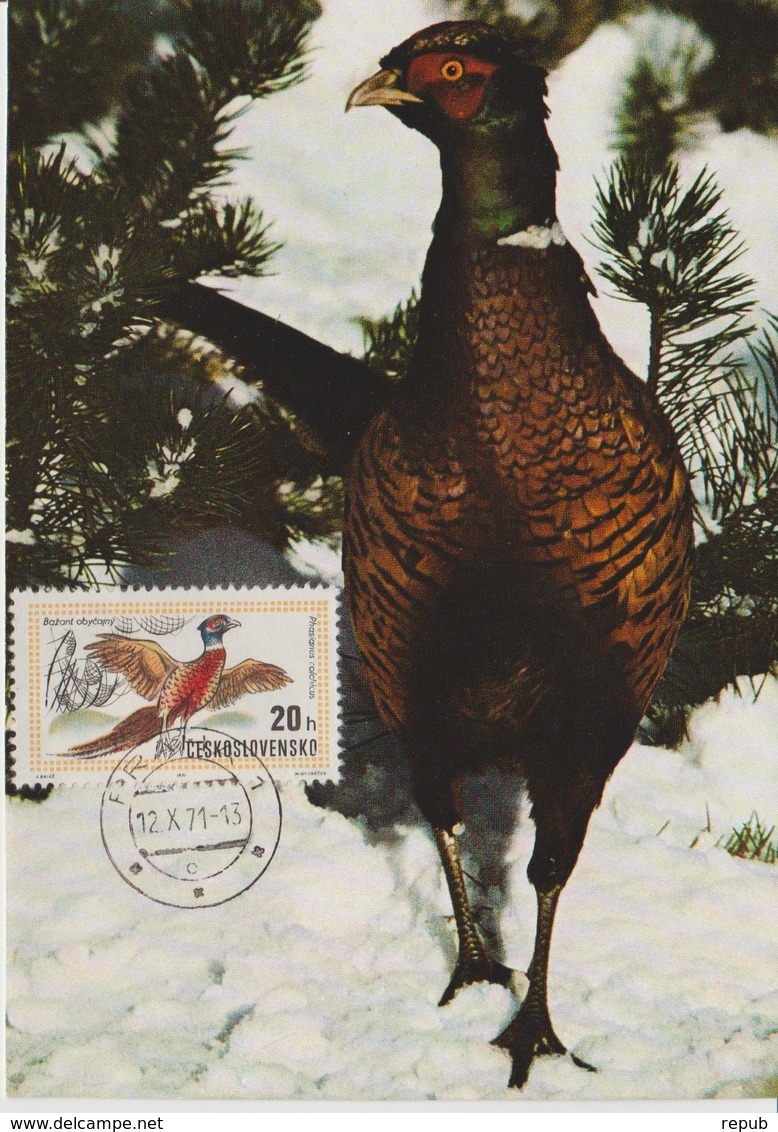 Tchécoslovaquie Carte Maximum Oiseaux 1971 Faisan 1858 - Lettres & Documents
