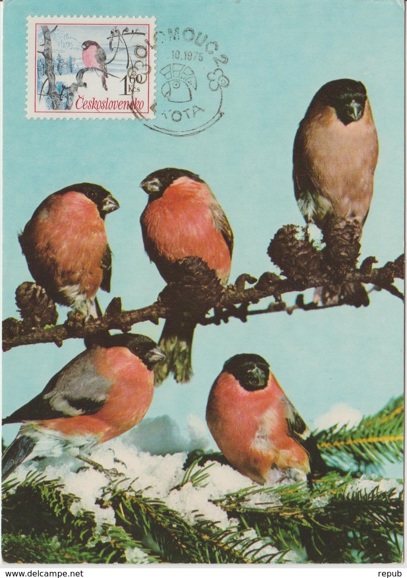 Tchécoslovaquie Carte Maximum Oiseaux 1972 Bouvreuil 1958 - Covers & Documents