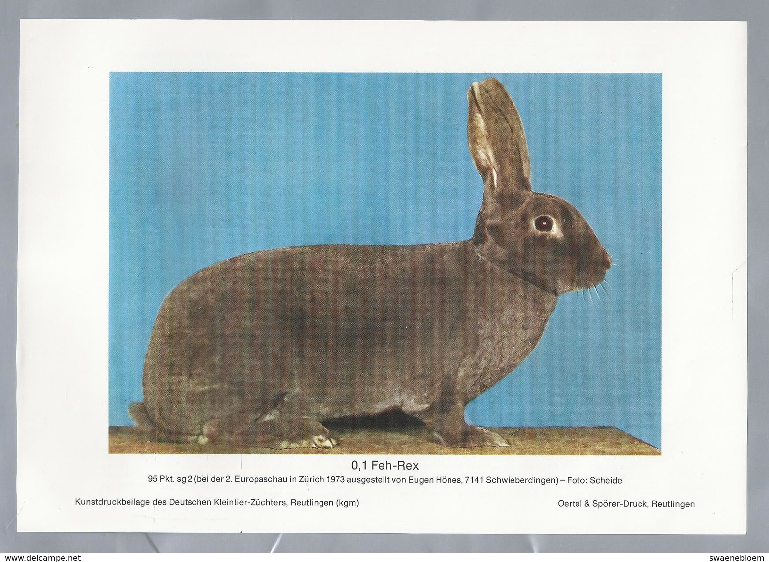 KONIJN.- KANINCHEN. LAPIN. RABBIT. CONEJO. FEH REX. FOTO: SCHEIDE. Rassebeschreibung Auf Der Rückseite - Prenten & Gravure