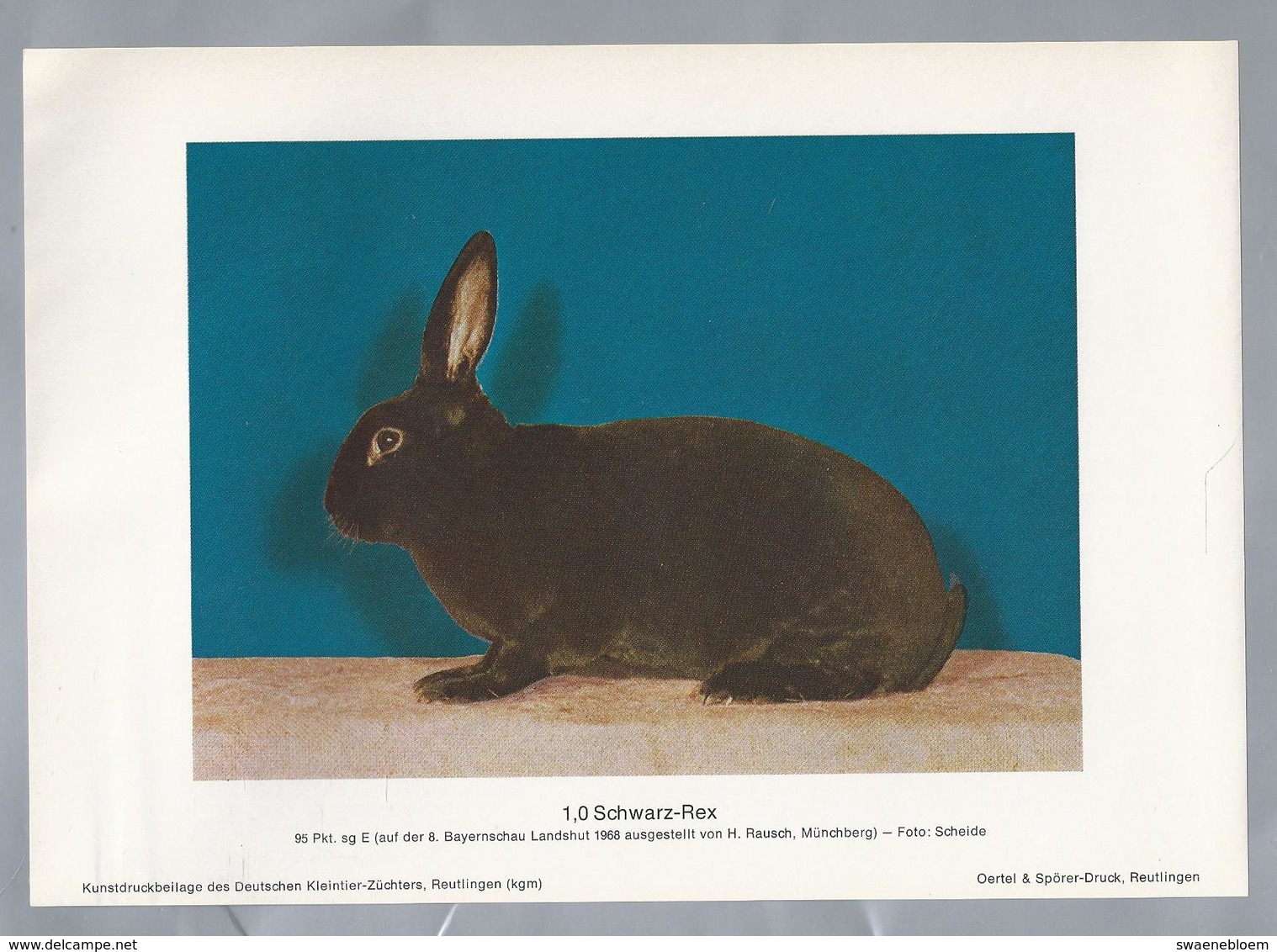 KONIJN.- KANINCHEN. LAPIN. RABBIT. CONEJO. SCHWARZ REX. FOTO: SCHEIDE. Rassebeschreibung Auf Der Rückseite - Prenten & Gravure