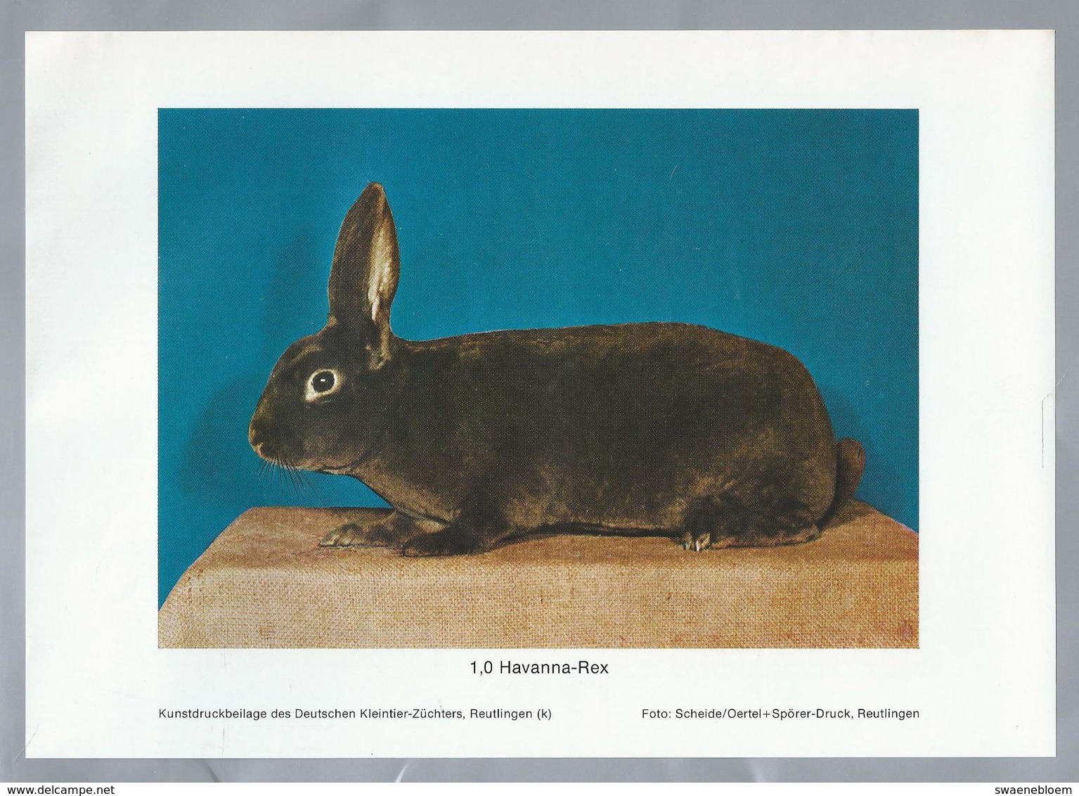 KONIJN.- KANINCHEN. LAPIN. RABBIT. CONEJO. HAVANNA REX. FOTO: SCHEIDE. Rassebeschreibung Auf Der Rückseite - Prenten & Gravure