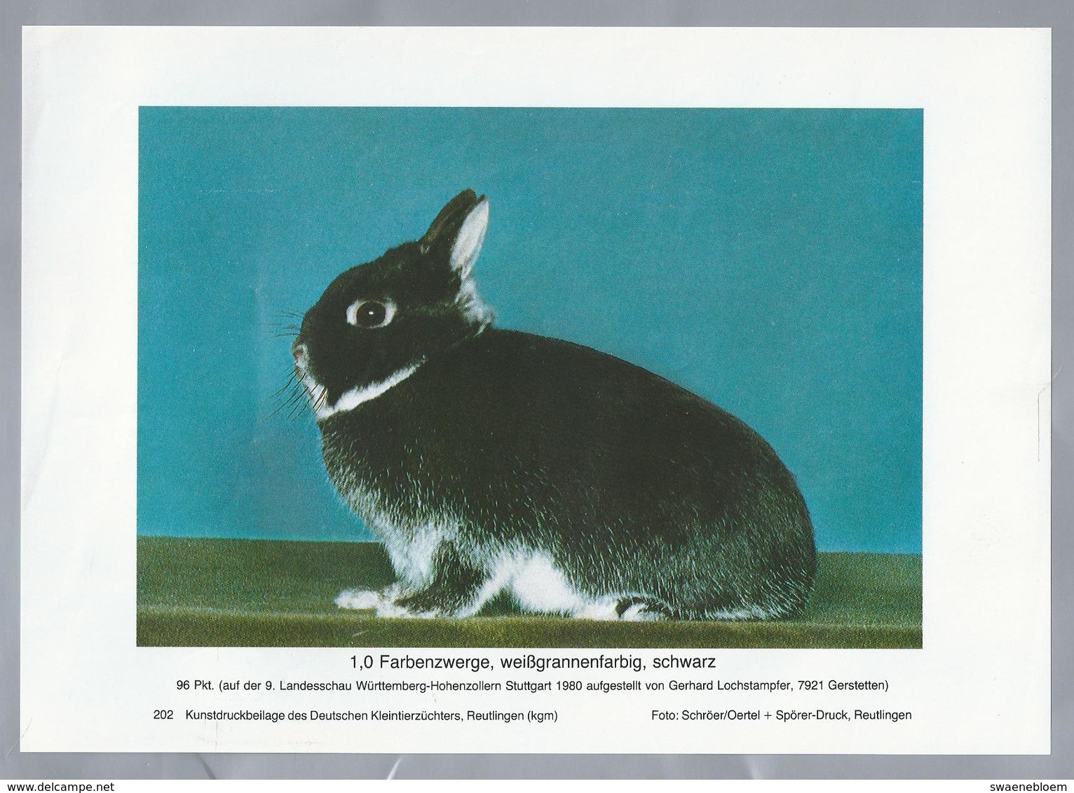 KONIJN.- KANINCHEN. LAPIN. RABBIT. CONEJO. FARBENZWERGE, WEISSGRANNENFARBIG SCHWARZ. Rassebeschreibung Auf Der Rückseite - Prenten & Gravure