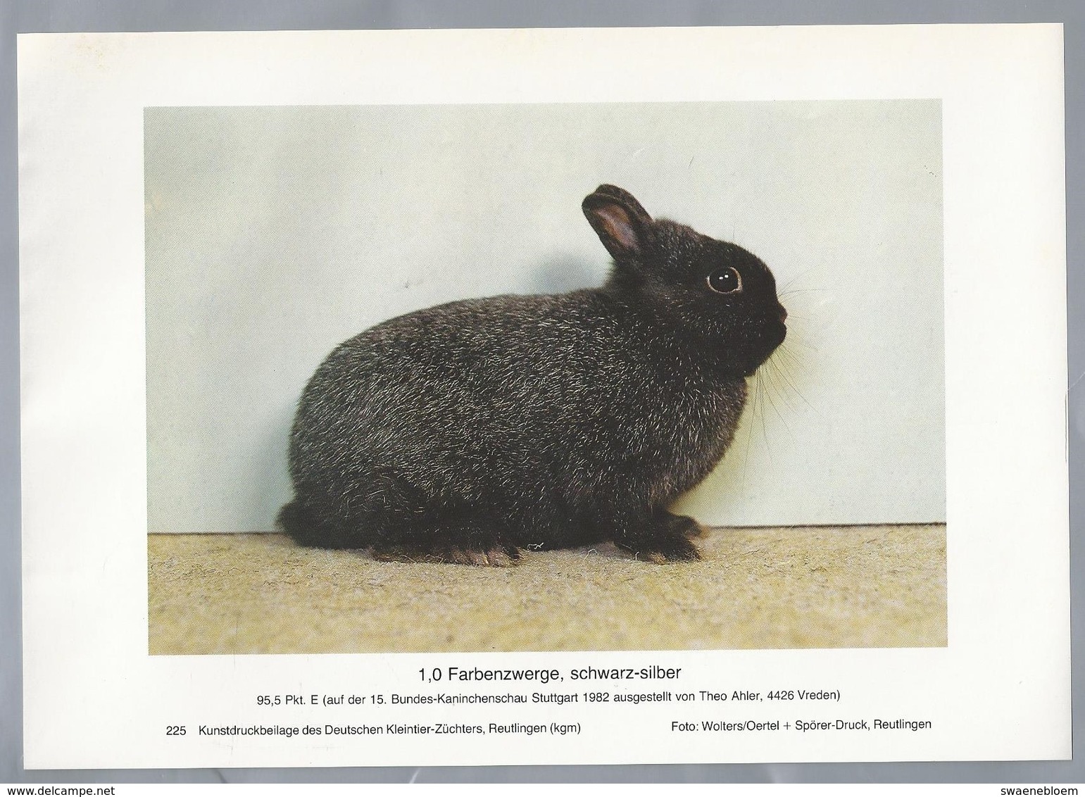 KONIJN.- KANINCHEN. LAPIN. RABBIT. CONEJO. FARBENZWERGE, SCHWARZ SILBER. Rassebeschreibung Auf Der Rückseite - Prenten & Gravure