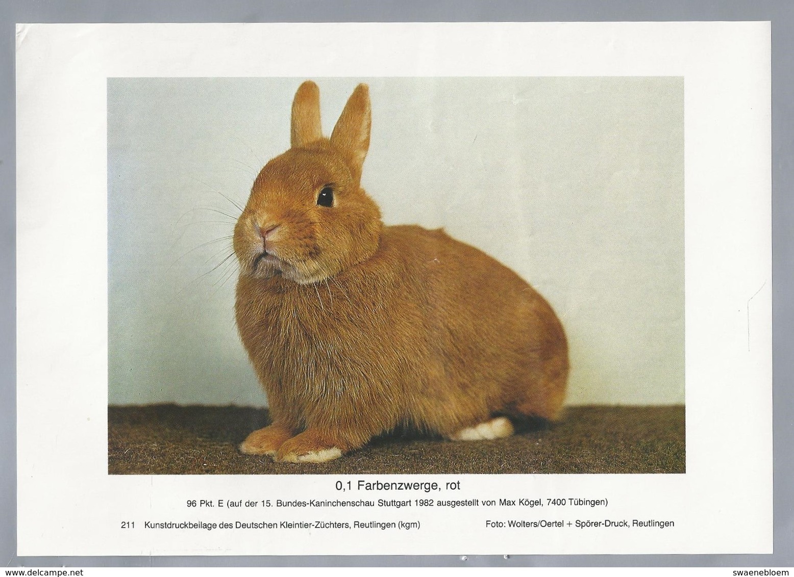 KONIJN.- KANINCHEN. LAPIN. RABBIT. CONEJO. FARBENZWERGE, ROT. Rassebeschreibung Auf Der Rückseite - Prenten & Gravure