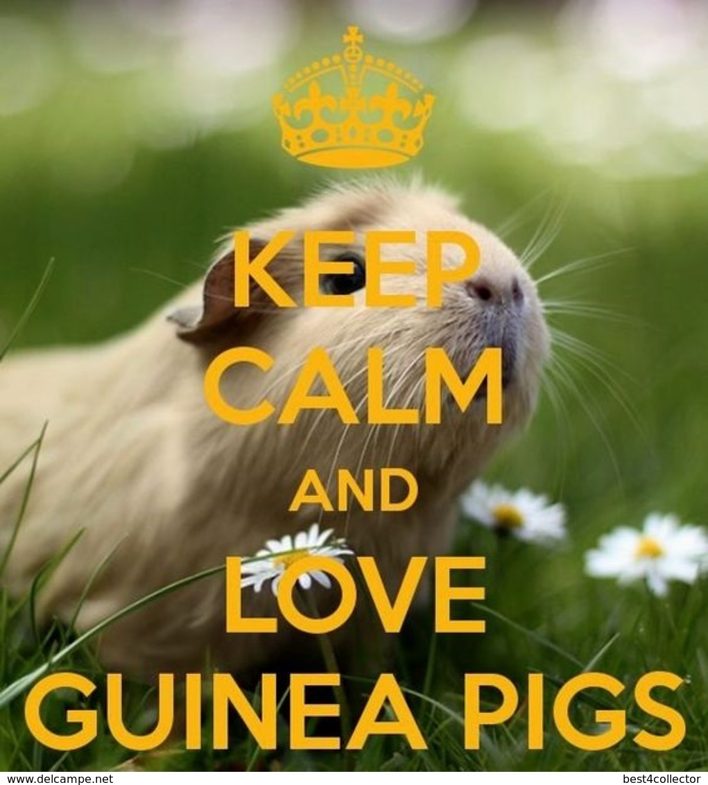 @@@ MAGNET - Guinea Pig - Publicitaires