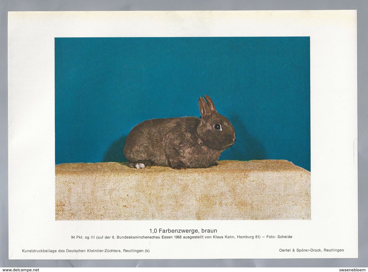 KONIJN.- KANINCHEN. LAPIN. RABBIT. CONEJO. FARBENZWERGE, BRAUN. Rassebeschreibung Auf Der Rückseite - Prenten & Gravure