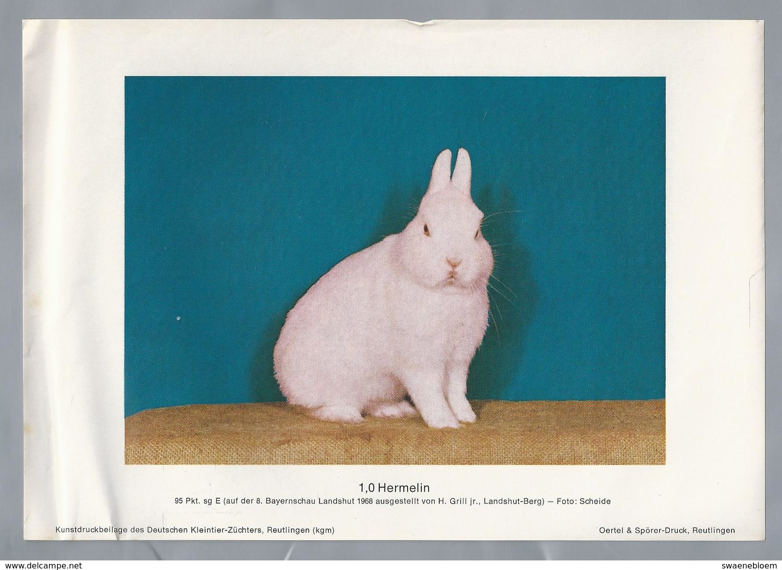 KONIJN.- KANINCHEN. LAPIN. RABBIT. CONEJO. HERMELIN. FOTO: SCHEIDE. Rassebeschreibung Auf Der Rückseite - Prenten & Gravure