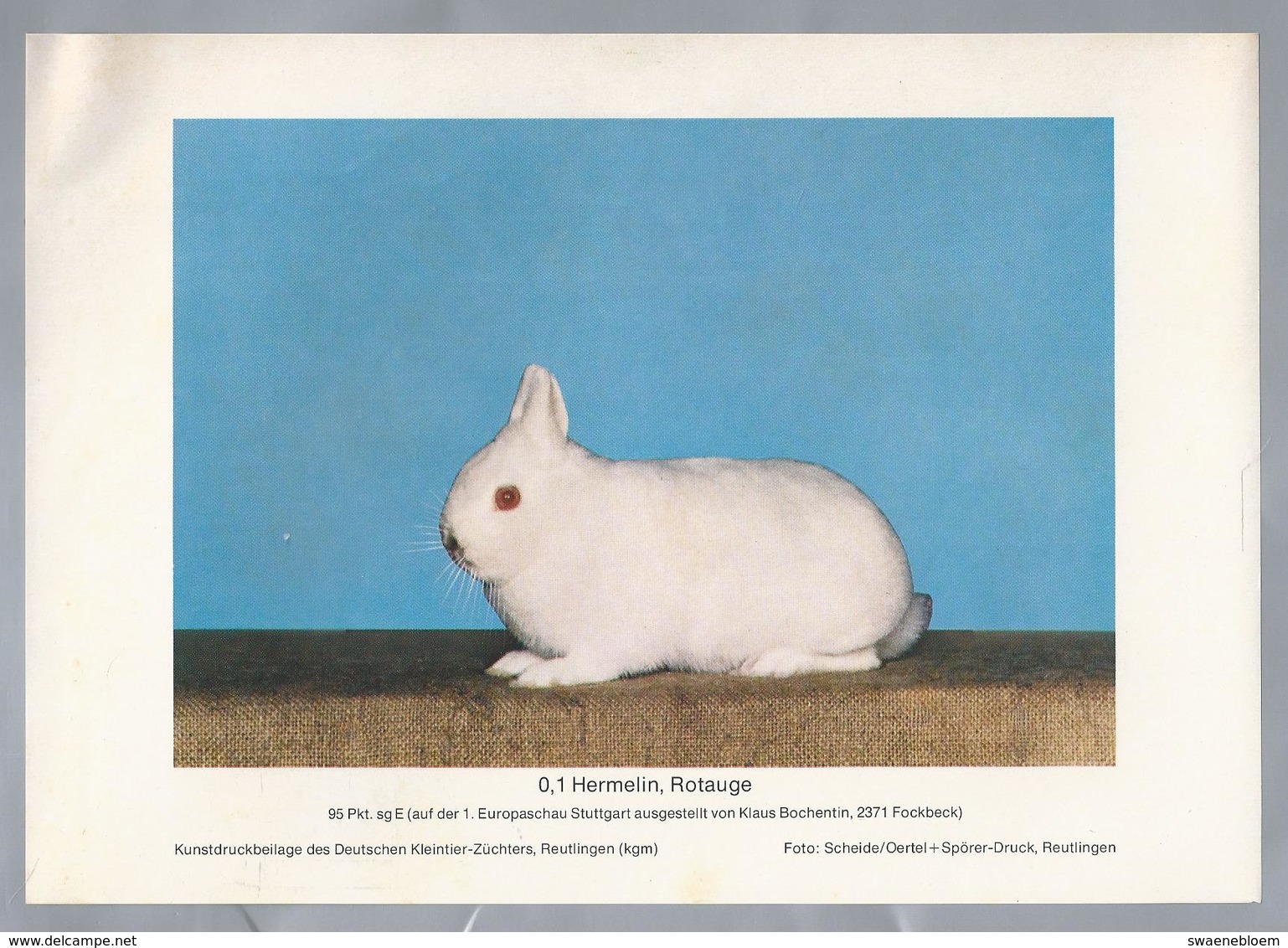 KONIJN.- KANINCHEN. LAPIN. RABBIT. CONEJO. HERMELIN, ROTAUGE. FOTO: SCHEIDE. Rassebeschreibung Auf Der Rückseite - Prenten & Gravure