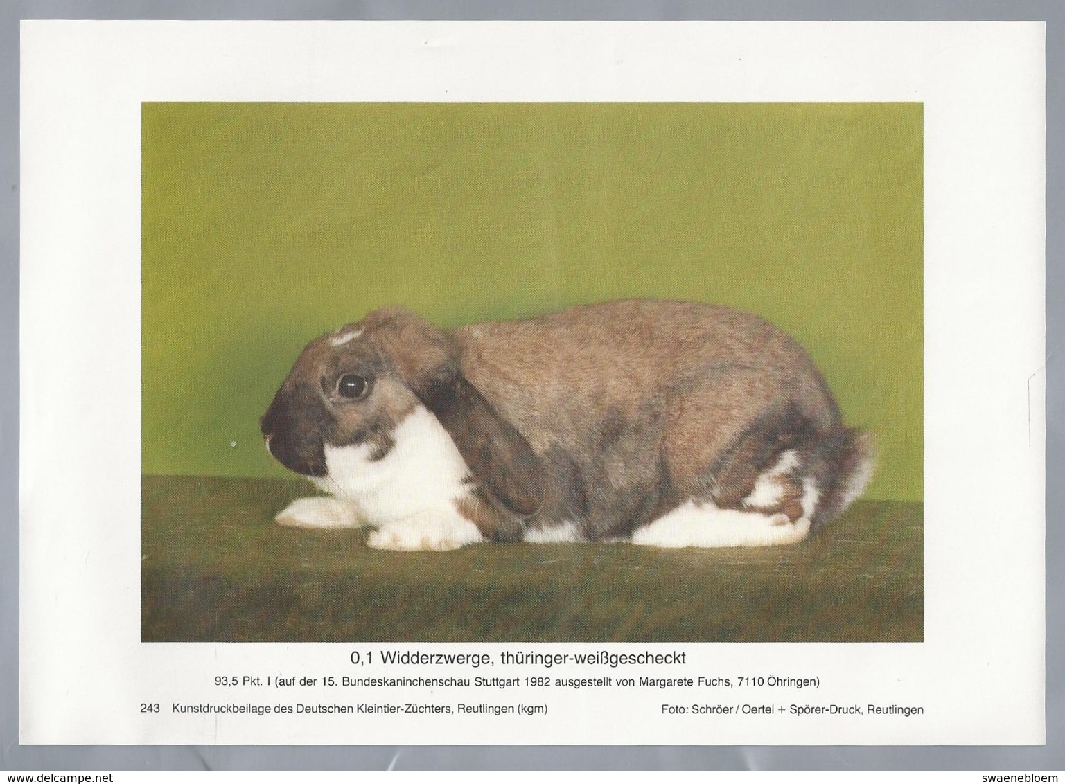 KONIJN.- KANINCHEN. LAPIN. RABBIT. CONEJO. WIDDERZWERGE THÜRINGER WEISSGESCHECKT. Rassebeschreibung Auf Der Rückseite - Prenten & Gravure