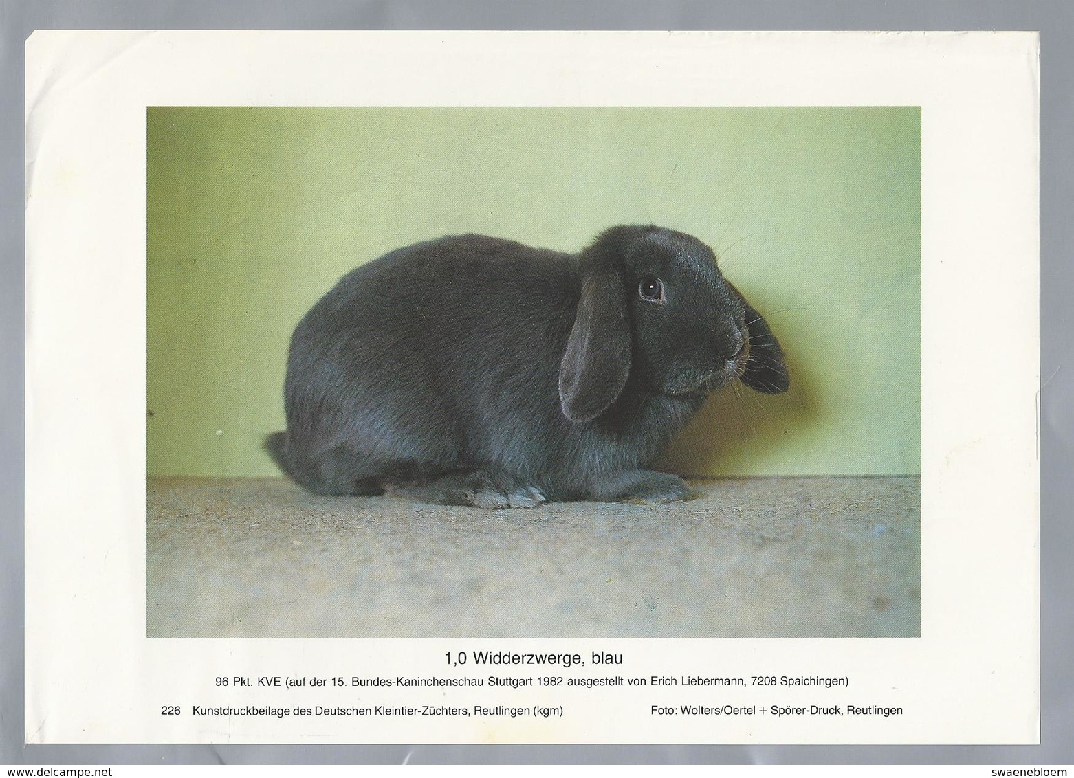 KONIJN.- KANINCHEN. LAPIN. RABBIT. CONEJO. WIDDERZWERGE BLAU. FOTO: WOLTERS. Rassebeschreibung Auf Der Rückseite - Prenten & Gravure