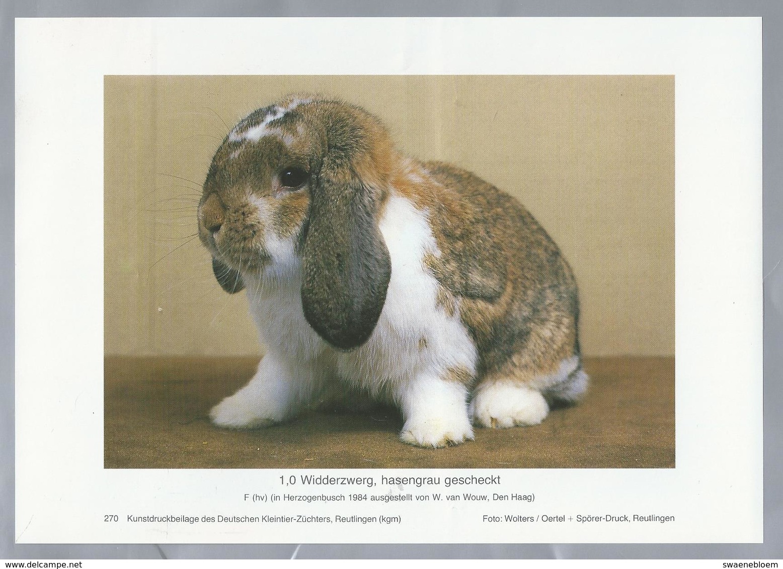 KONIJN.- KANINCHEN. LAPIN. RABBIT. CONEJO. WIDDERZWERG HASENGRAU GESCHECKT. FOTO: SCHEIDE. Rassebeschreibung Rückseite - Prenten & Gravure