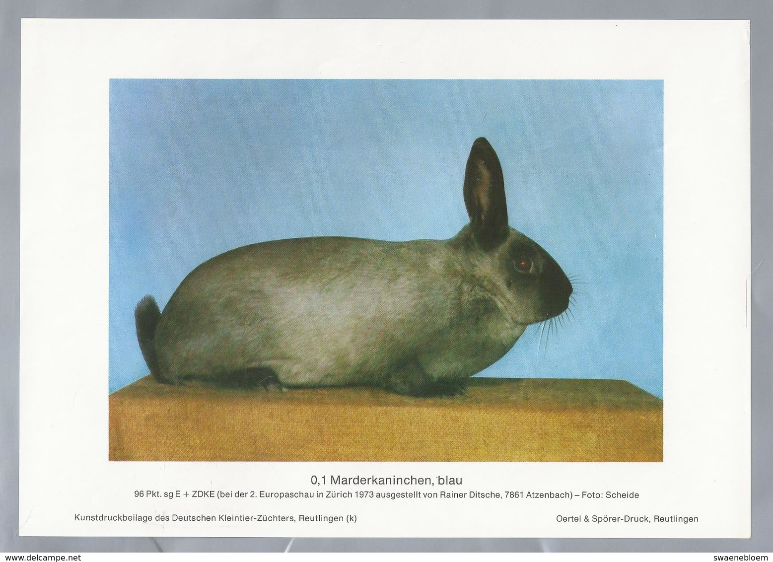 KONIJN.- KANINCHEN. LAPIN. RABBIT. CONEJO. MANDERKANINCHEN, BLAU. FOTO: SCHEIDE. Rassebeschreibung Rückseite - Prenten & Gravure