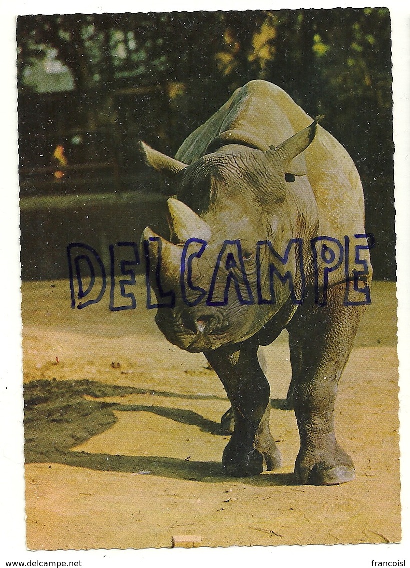 Rhinocéros ANCO 1/85 - Rhinocéros