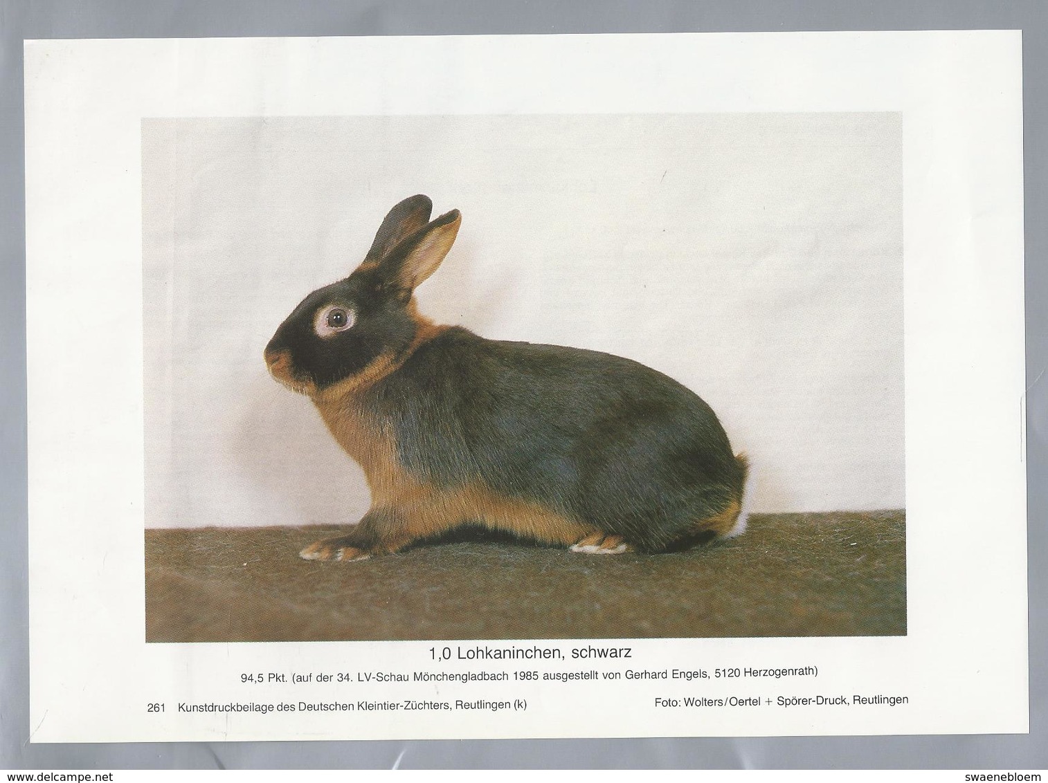 KONIJN.- KANINCHEN. LAPIN. RABBIT. CONEJO. LOHKANINCHEN, SCHWARZ. FOTO: WOLTERS. Rassebeschreibung Rückseite - Prenten & Gravure