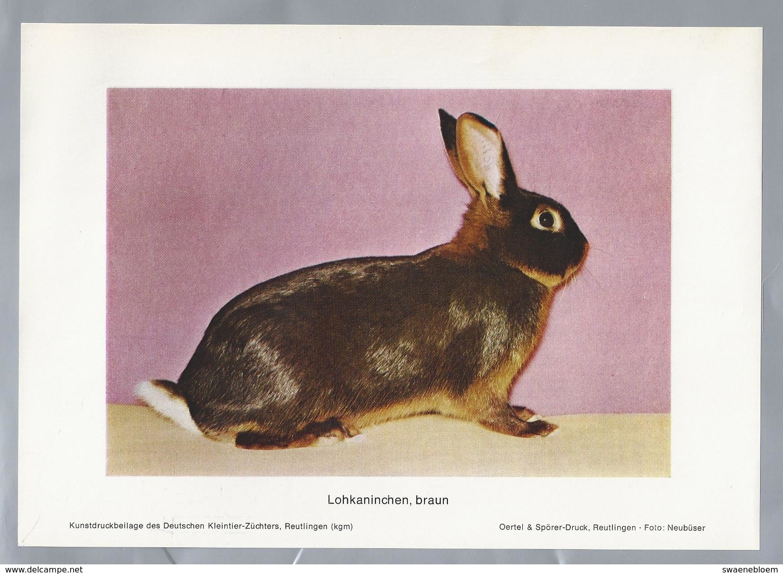 KONIJN.- KANINCHEN. LAPIN. RABBIT. CONEJO. LOHKANINCHEN, BRAUN. FOTO: NEUBÜSER. Rassebeschreibung Rückseite - Prenten & Gravure