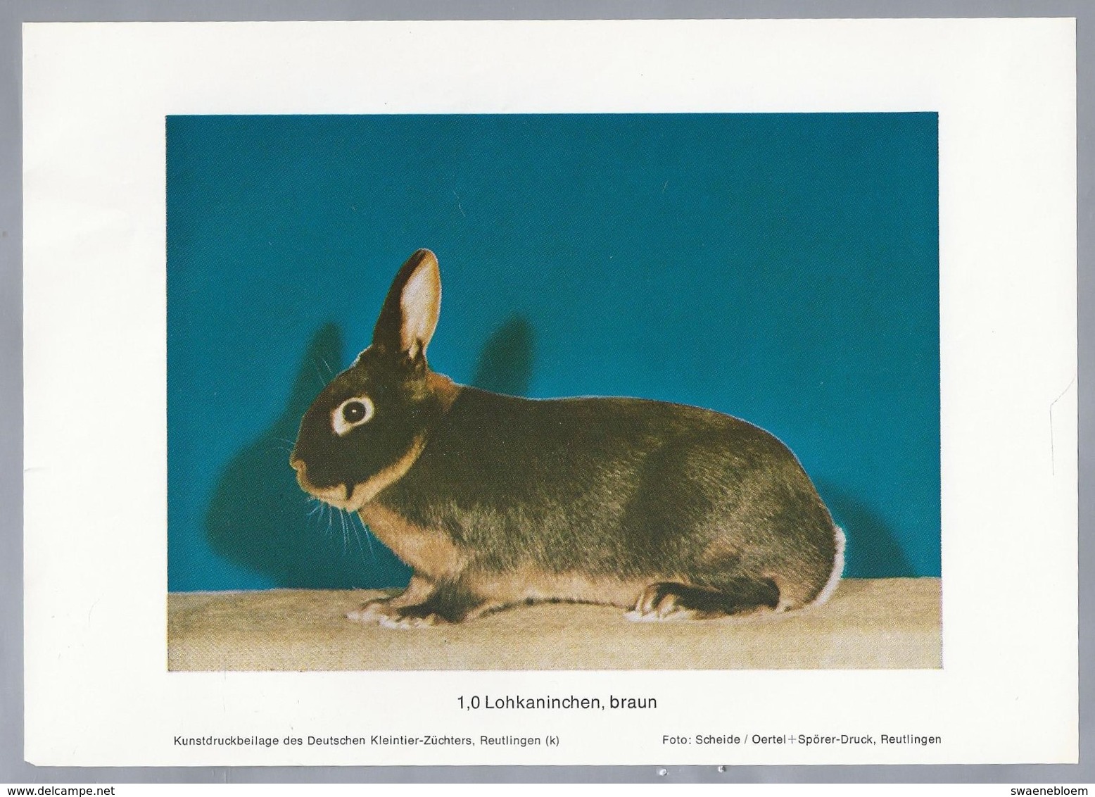 KONIJN.- KANINCHEN. LAPIN. RABBIT. CONEJO. LOHKANINCHEN, BRAUN. Foto: SCHEIDE. Rassebeschreibung Rückseite - Prenten & Gravure