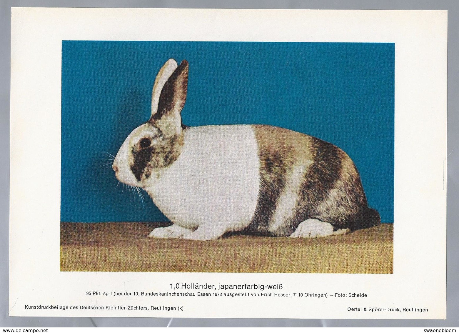 KONIJN.- KANINCHEN. LAPIN. RABBIT. CONEJO. HOLLÄNDER JAPANERFARBIG WEISS. Foto: SCHEIDE. Rassebeschreibung Rückseite - Prenten & Gravure