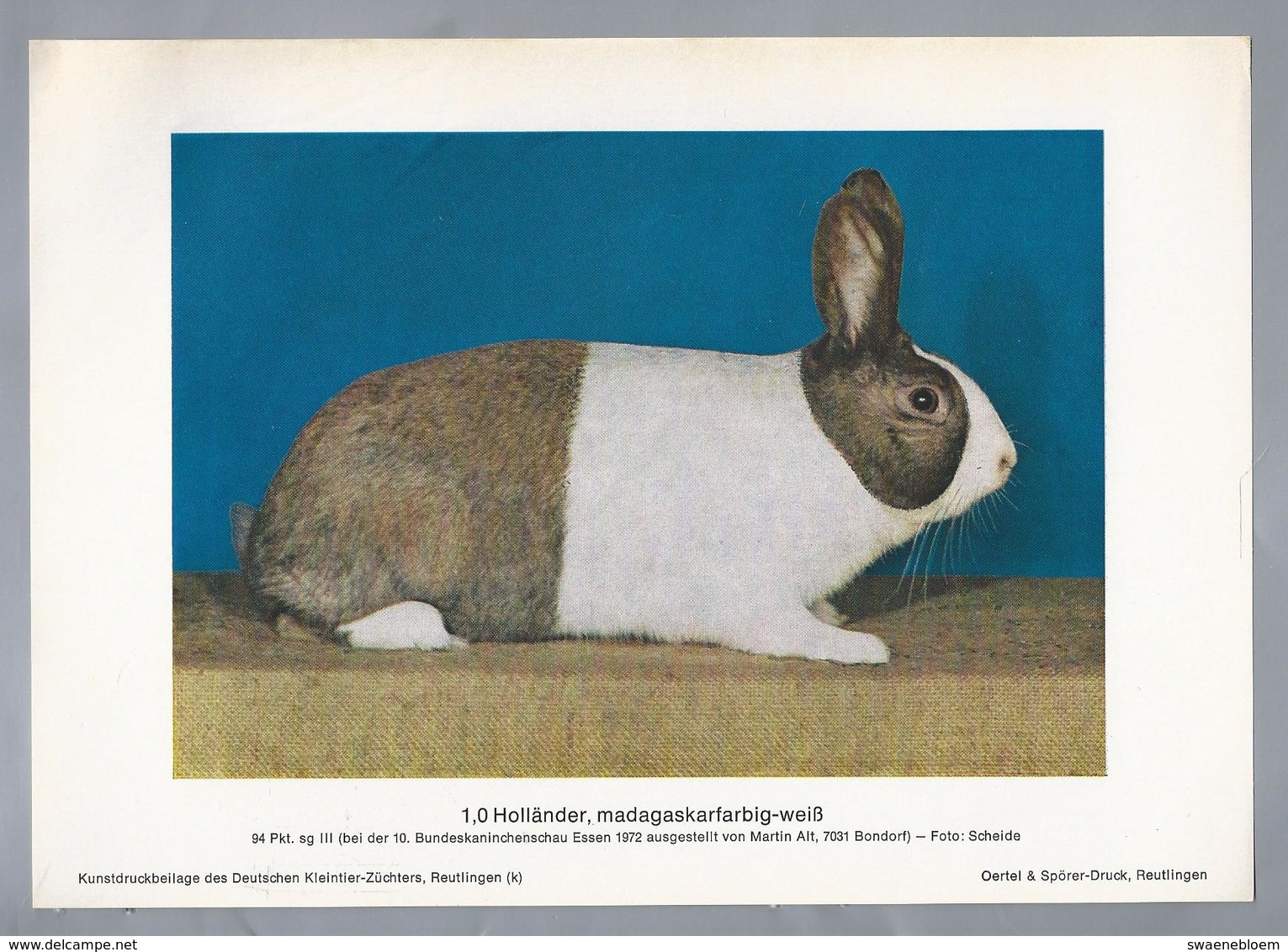 KONIJN.- KANINCHEN. LAPIN. RABBIT. CONEJO. HOLLÄNDER MADAGASKARFARBIG WEISS. Foto: SCHEIDE. Rassebeschreibung Rückseite - Prenten & Gravure