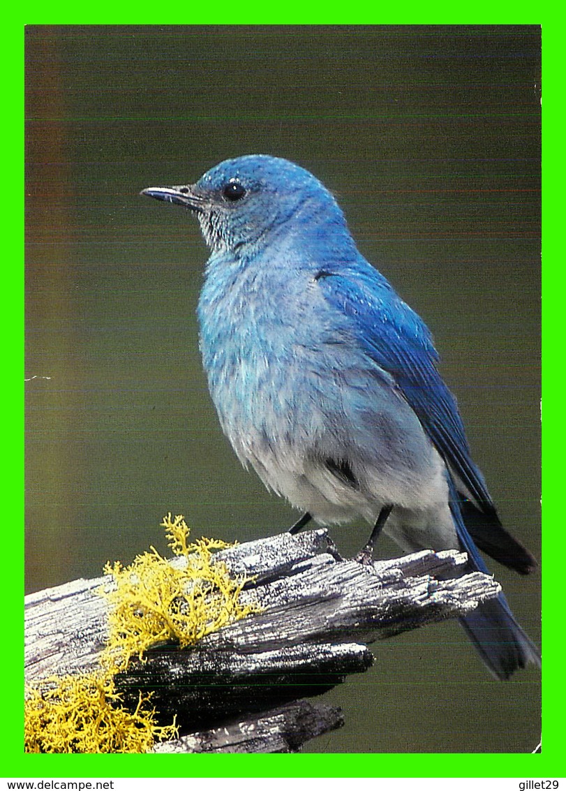 OISEAUX - MALE MOUNTAIN BLUE BIRD - LE MERLE BLEU A DOS MARRON - PHOTO DECOR LTD - - Oiseaux
