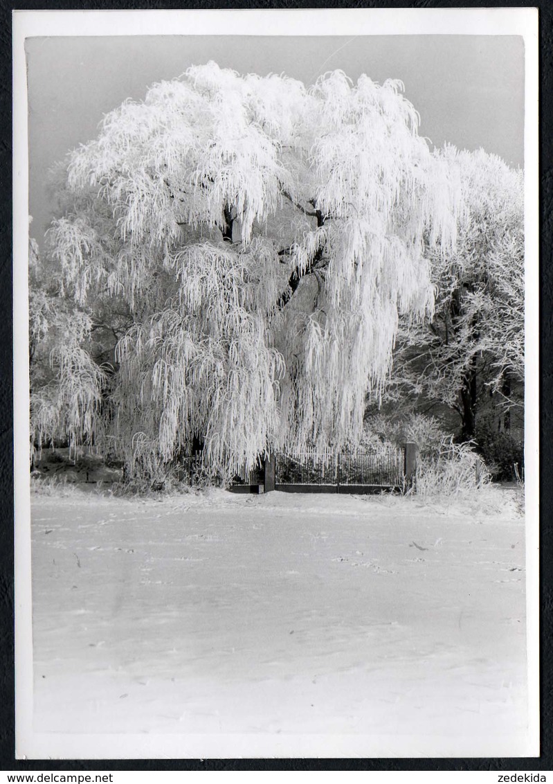 C0151 - Foto - Winterlandschaft Schnee Schneelandschaft - Vereiste Bäume - Fotografie