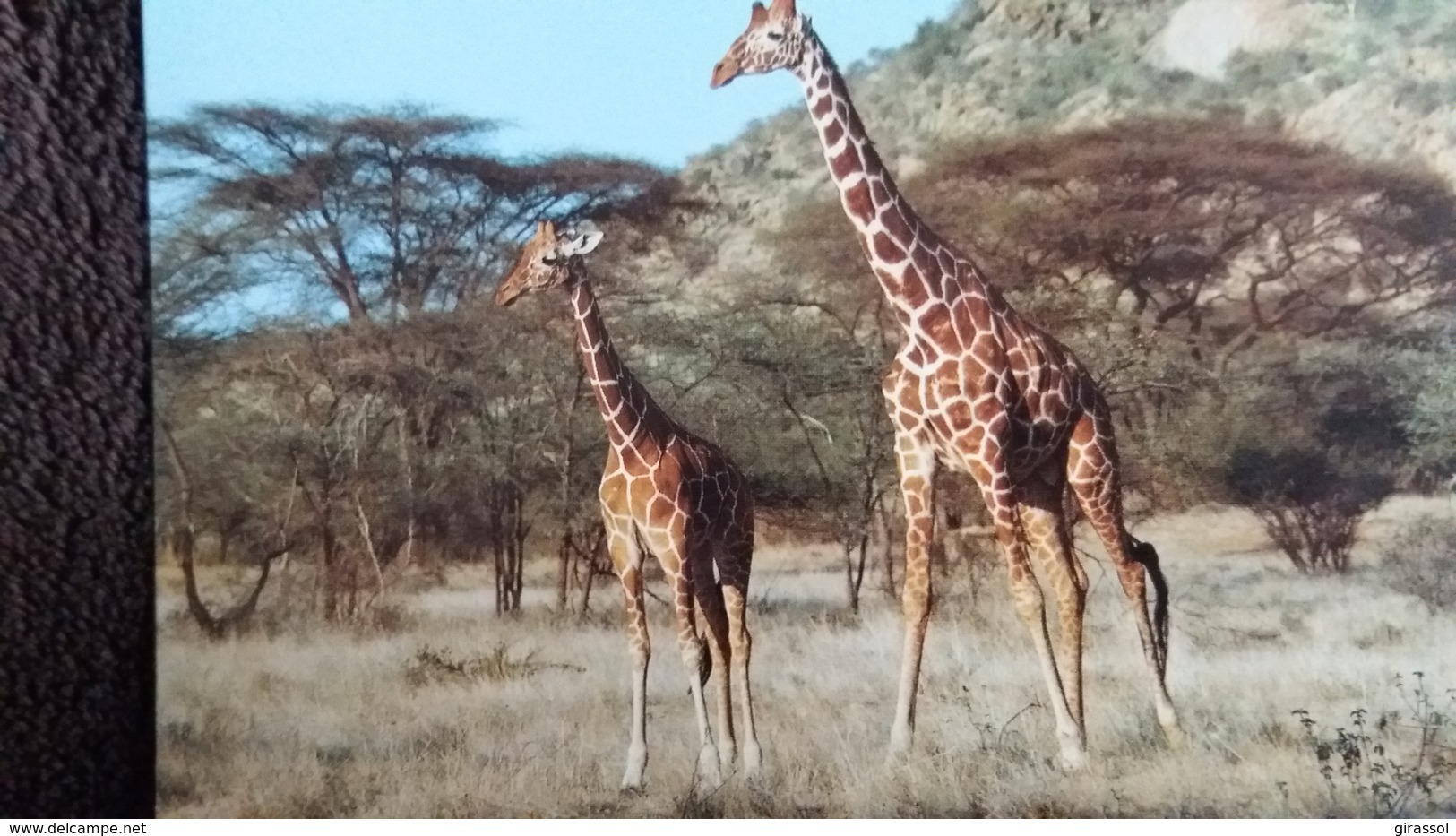 CPM  GIRAFE RETICULATED GIRAFFE  WWF  PHOTO OKAPIA MYERS - Giraffes