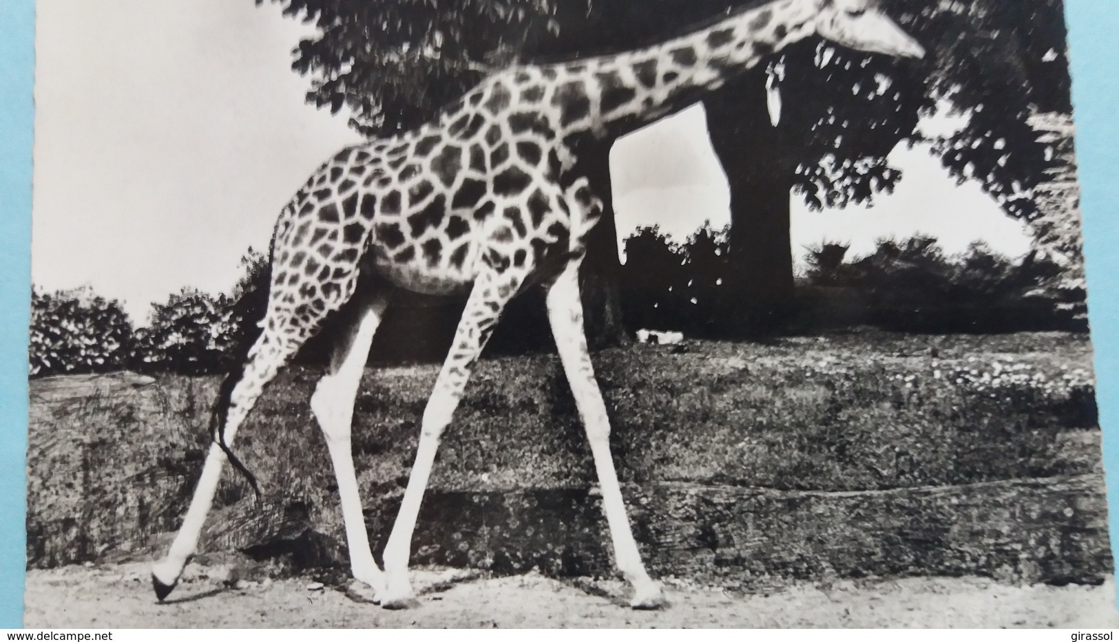 CPSM GIRAFE  AFRIQUE ?   ED LINPHOT 1958 - Giraffes