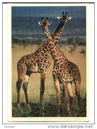 CPM GIRAFE Girafes Enlacées Format Moderne +++ - Giraffes