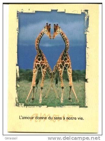 CPM GIRAFE L' Amour Donne Sens à La Vie Forme  Coeur Houtland - Giraffen