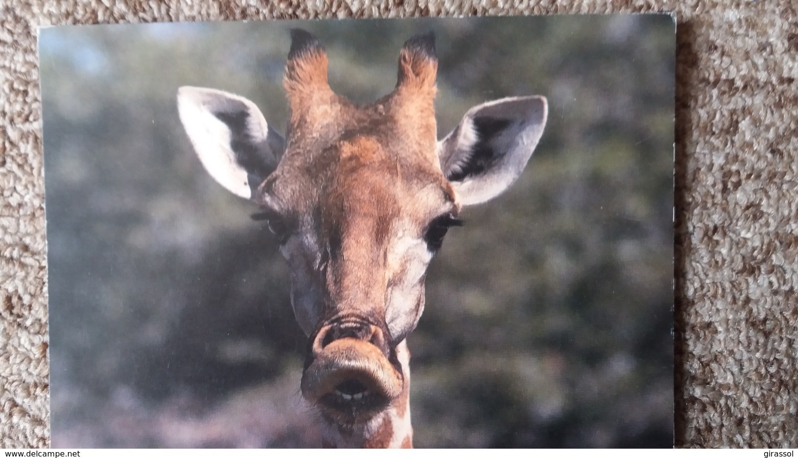 CPM GIRAFE TETE PHOTO 1991 CLEM HAAGNER - Giraffes