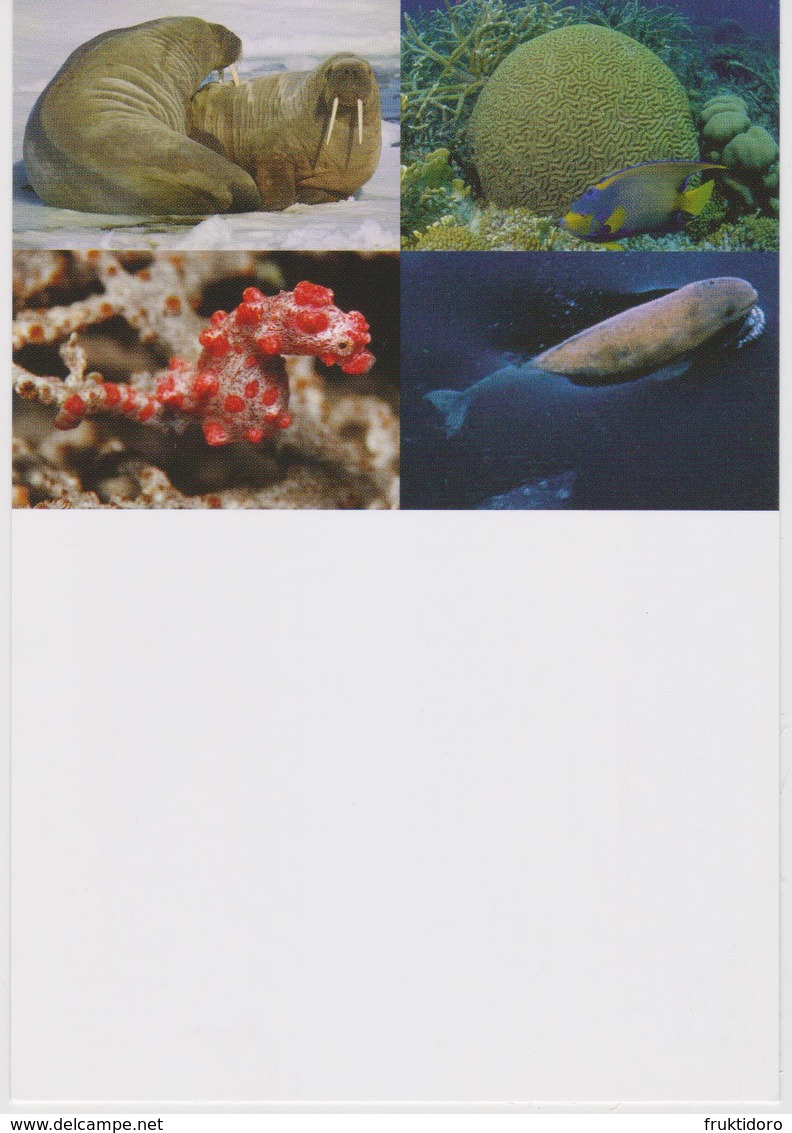 United Nations - Postcard For Mi 588-591 Endangered Species - Walrus - Lesser Valley Coral - Pygmy Seahorse - Beluga Wha - Andere & Zonder Classificatie