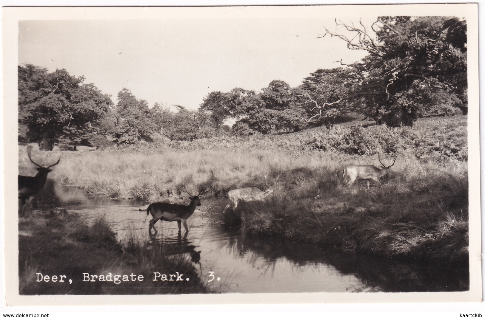 Deer, Bradgate Park.    3. - (Leicester) - Andere & Zonder Classificatie