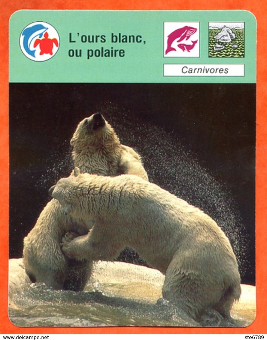 Ours Blanc Ou Polaire Carnivores  Animaux Fiche Illustrée Cousteau  N° 1620 - Tiere