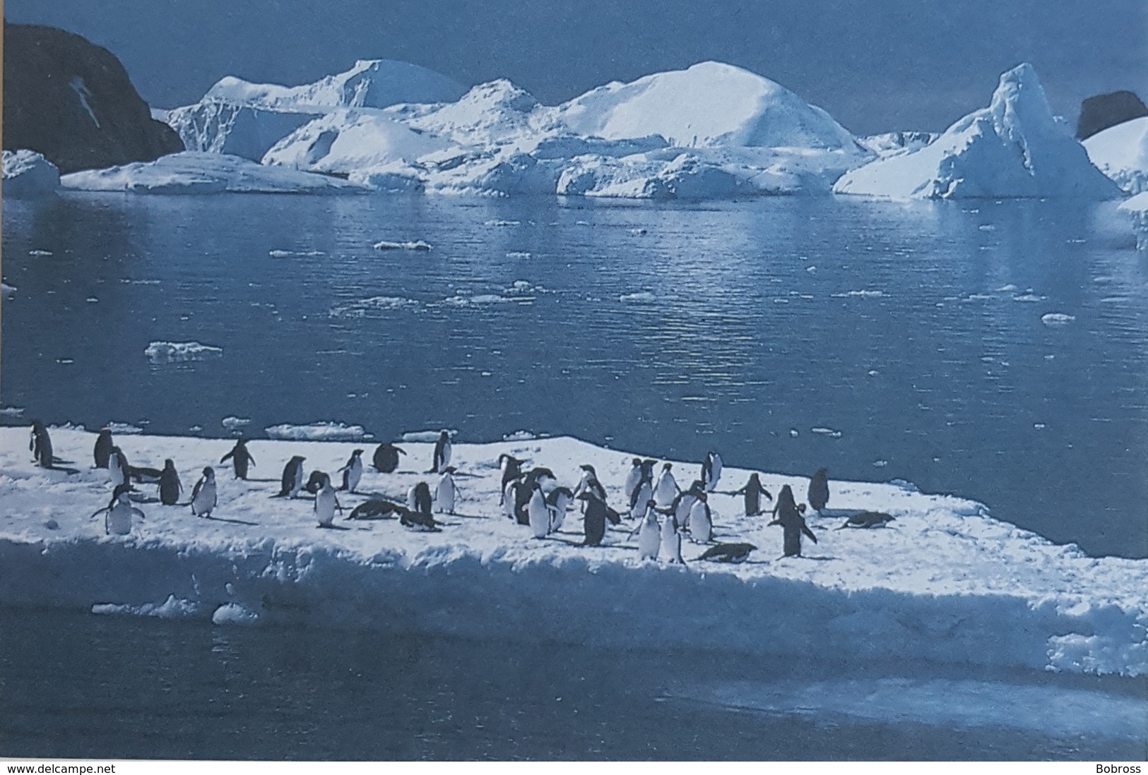Territoire Des Terres Australes Et Antarctiques Françaises, Terre Adélie - TAAF : Terres Australes Antarctiques Françaises