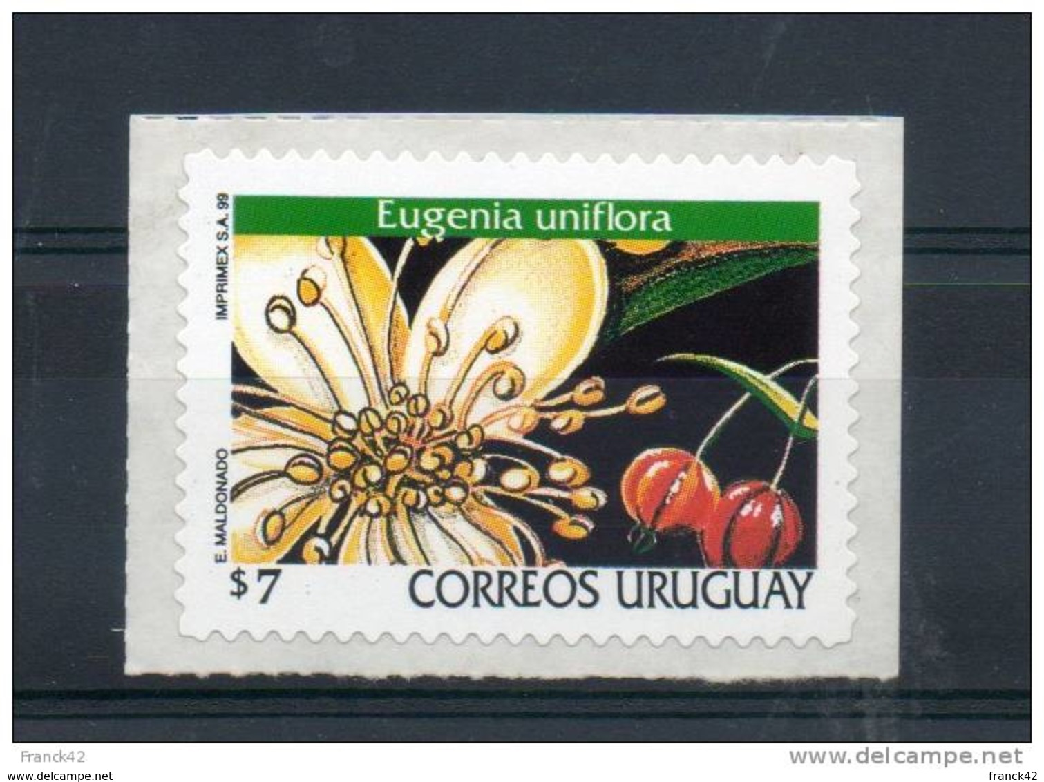 Uruguay. Orchidée - Uruguay