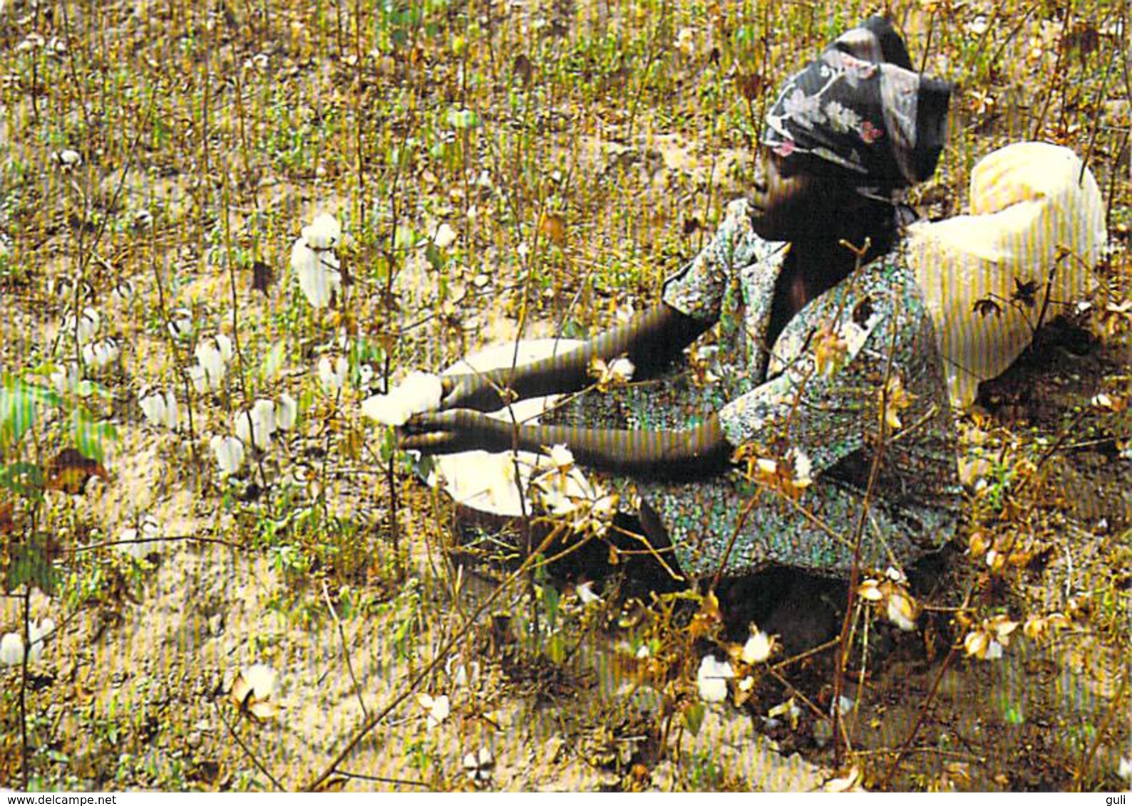 Afrique-TCHAD (femme Dans Un Champ De Coton Cueillette) (photo J.C. Gadmer/Ciric N°92.93 / 8 ) *PRIX FIXE - Ciad