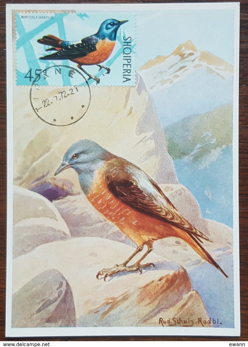 Albanie - Carte Maximum / CM 1972 - YT N°1314 - Faune / Oiseaux - Albanie